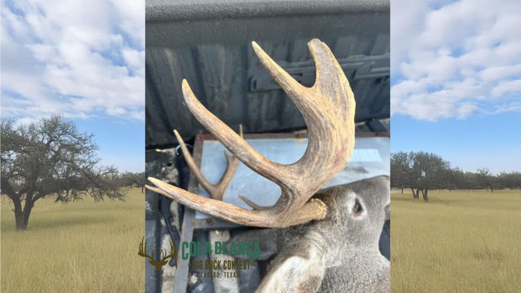 cola blanca laredo texas